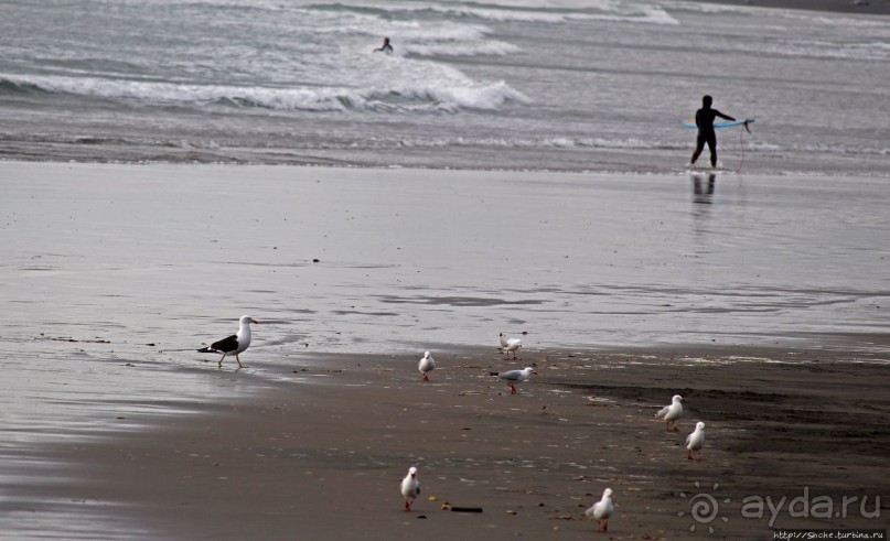 Альбом отзыва "Muriwai Beach — вероятно, лучший пляж на Северном острове"