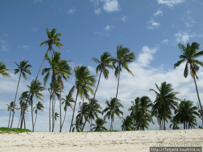 Альбом отзыва "Популярный отель на побережье Diani Beach"