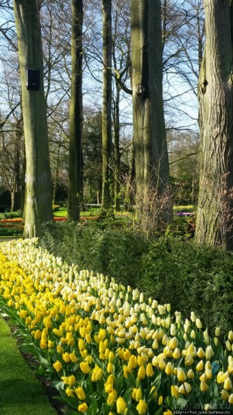 Альбом отзыва "Весна в Голландии в парке Keukenhof"