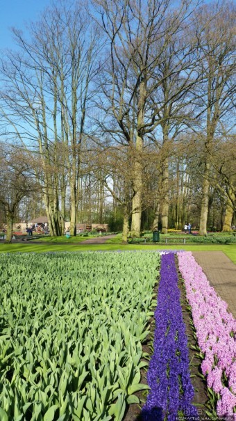 Альбом отзыва "Весна в Голландии в парке Keukenhof"