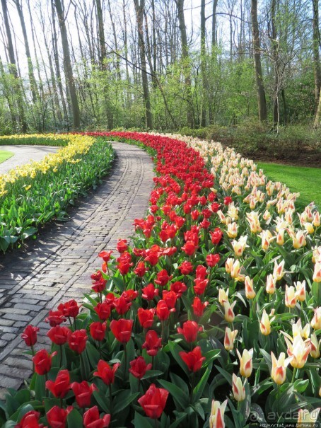 Альбом отзыва "Весна в Голландии в парке Keukenhof"