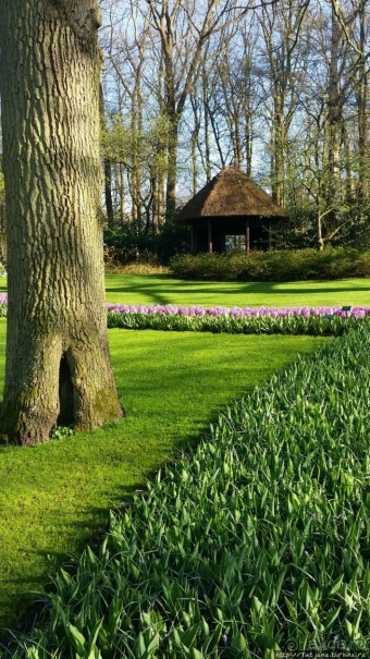 Альбом отзыва "Весна в Голландии в парке Keukenhof"