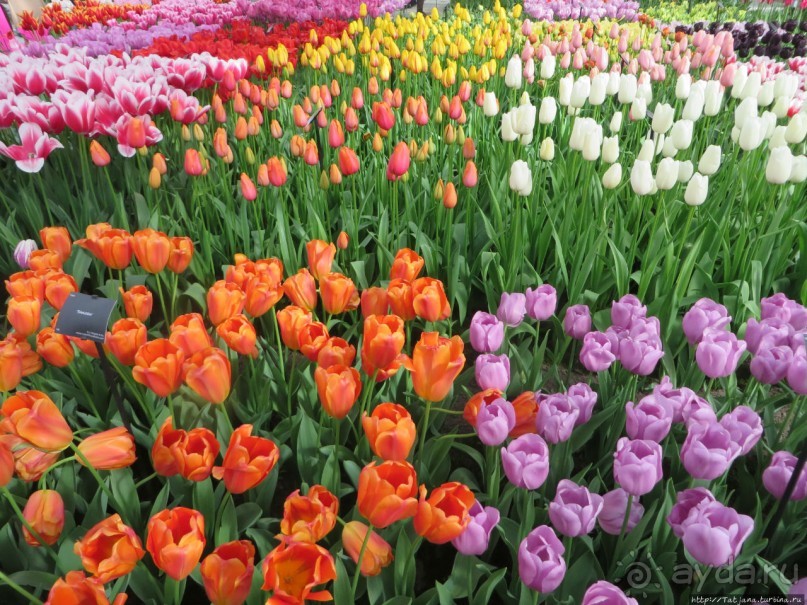 Альбом отзыва "Весна в Голландии в парке Keukenhof"