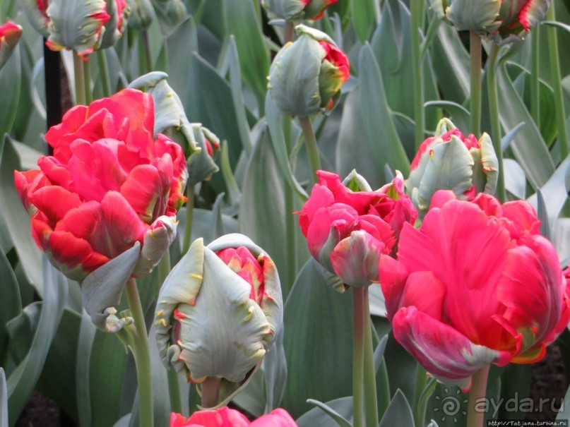 Альбом отзыва "Весна в Голландии в парке Keukenhof"