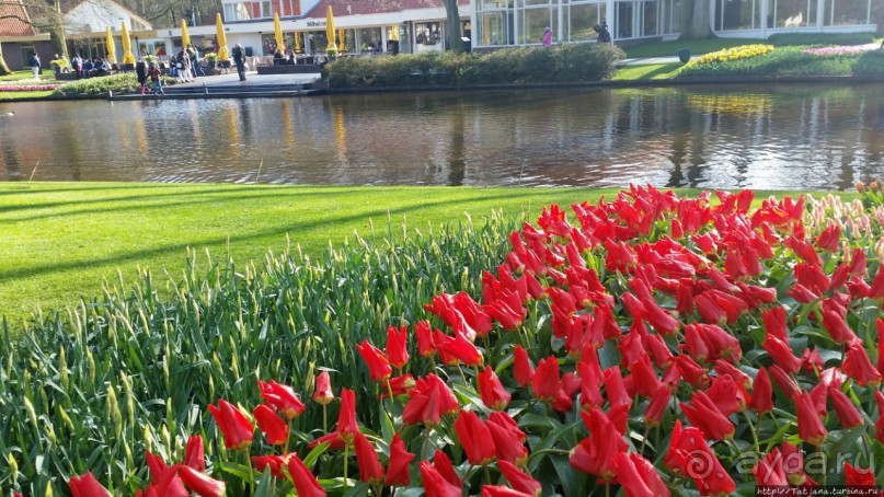 Альбом отзыва "Весна в Голландии в парке Keukenhof"