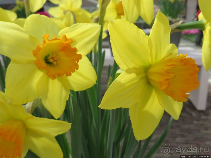 Альбом отзыва "Весна в Голландии в парке Keukenhof"