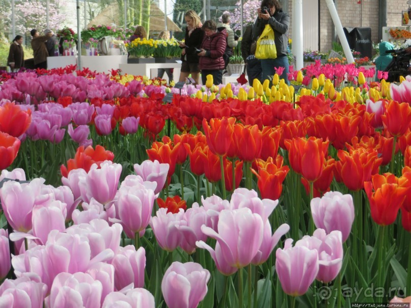 Альбом отзыва "Весна в Голландии в парке Keukenhof"