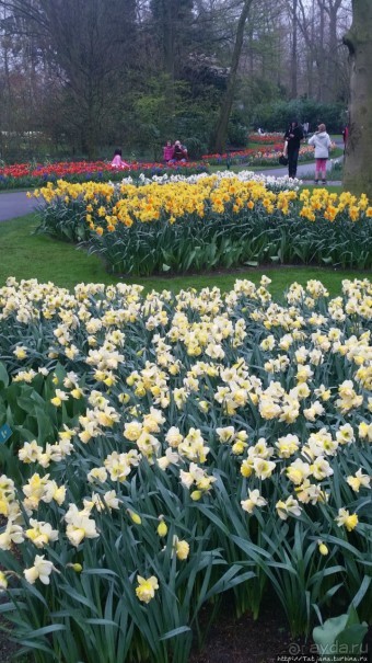 Альбом отзыва "Весна в Голландии в парке Keukenhof"