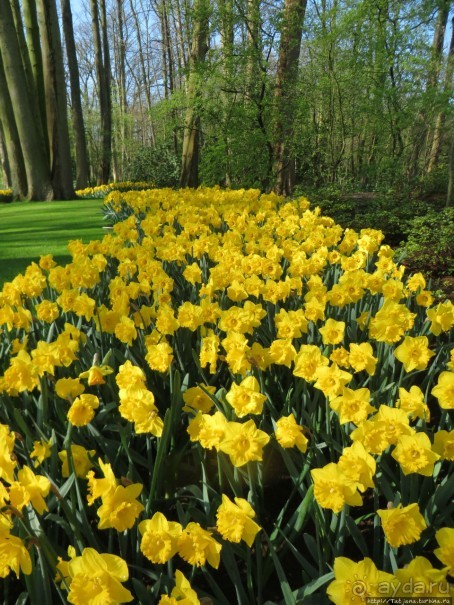 Альбом отзыва "Весна в Голландии в парке Keukenhof"