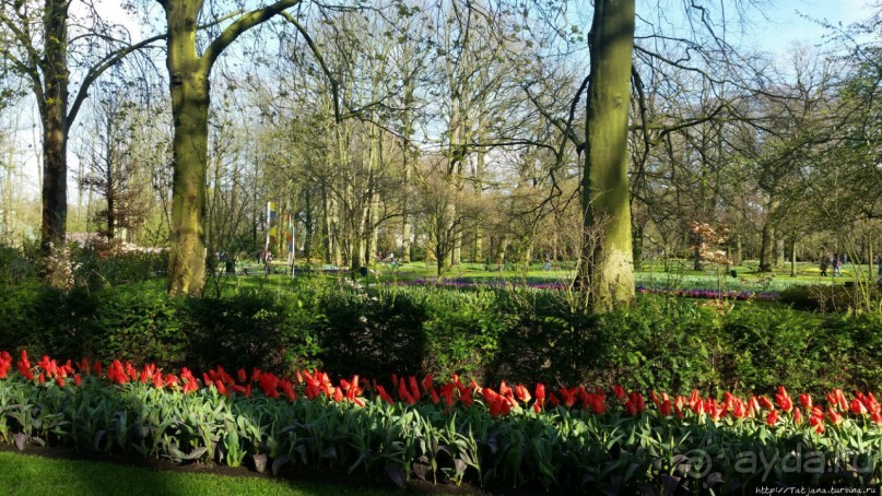 Альбом отзыва "Весна в Голландии в парке Keukenhof"