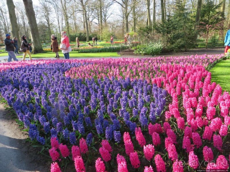 Альбом отзыва "Весна в Голландии в парке Keukenhof"