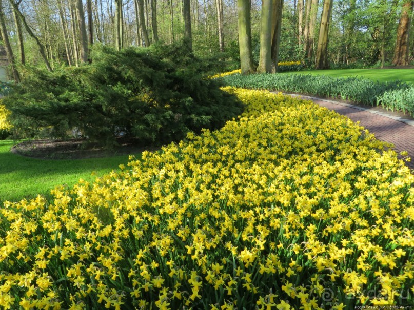 Альбом отзыва "Весна в Голландии в парке Keukenhof"