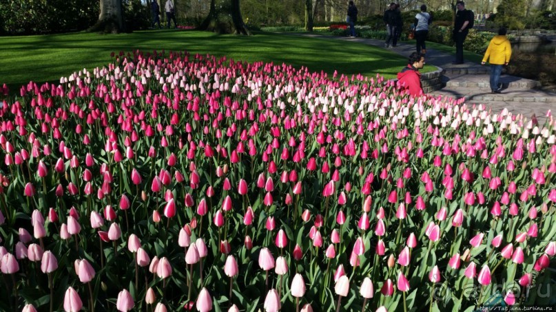 Альбом отзыва "Весна в Голландии в парке Keukenhof"