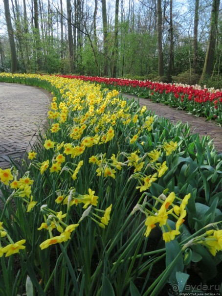 Альбом отзыва "Весна в Голландии в парке Keukenhof"