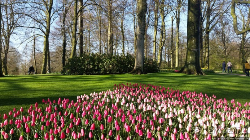 Альбом отзыва "Весна в Голландии в парке Keukenhof"