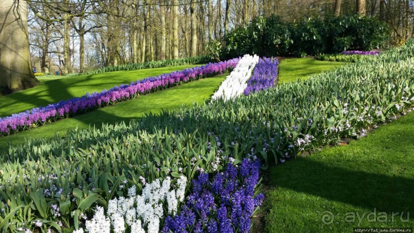 Альбом отзыва "Весна в Голландии в парке Keukenhof"