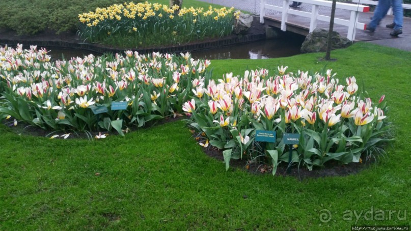 Альбом отзыва "Весна в Голландии в парке Keukenhof"