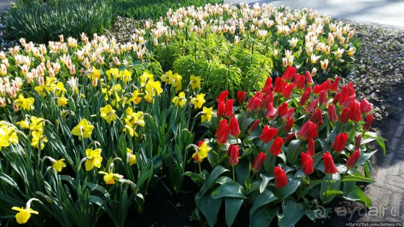 Альбом отзыва "Весна в Голландии в парке Keukenhof"