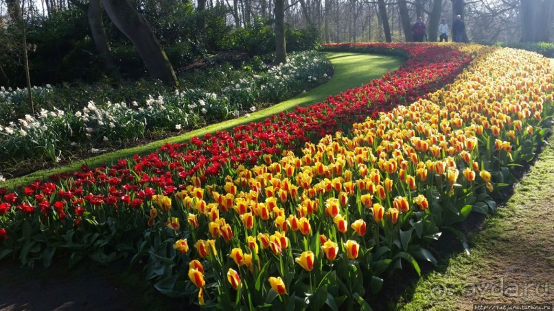 Альбом отзыва "Весна в Голландии в парке Keukenhof"