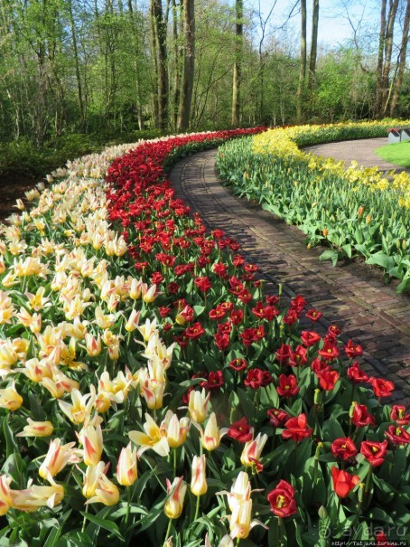 Альбом отзыва "Весна в Голландии в парке Keukenhof"