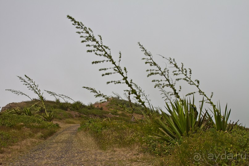 Альбом отзыва "Остров São Vicente, город Mindelo, Cape Verde (2/4)"