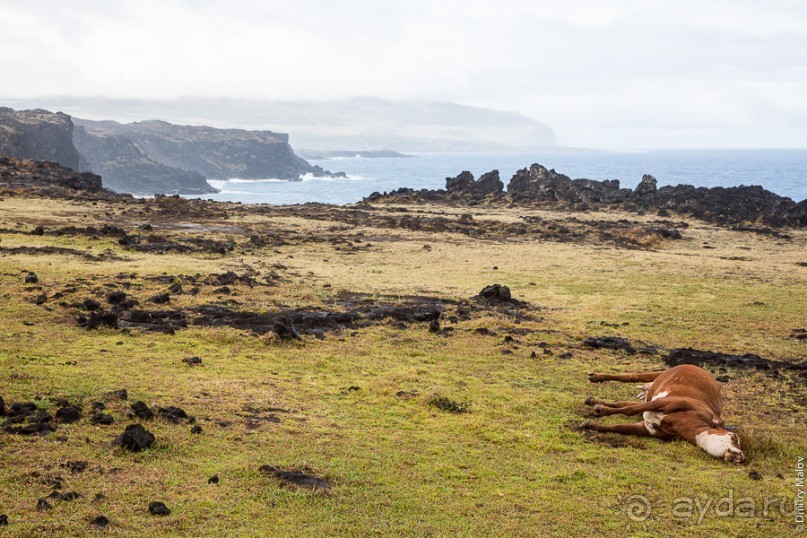 Альбом отзыва "Остров Пасхи - Easter Island (1/3)"