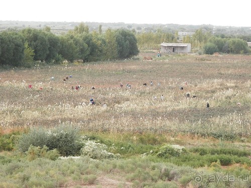 Альбом отзыва "Крепости древнего Хорезма"