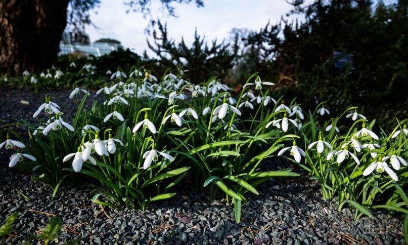 Альбом отзыва "ПРОГУЛКА ВДОЛЬ ТЕМЗЫ ВЕЧЕРОМ И KEW GARDENS В КОНЦЕ ЯНВАРЯ"