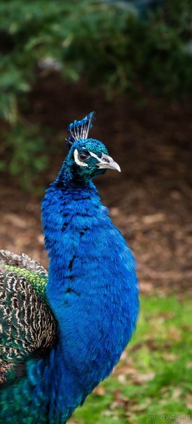 Альбом отзыва "ПРОГУЛКА ВДОЛЬ ТЕМЗЫ ВЕЧЕРОМ И KEW GARDENS В КОНЦЕ ЯНВАРЯ"