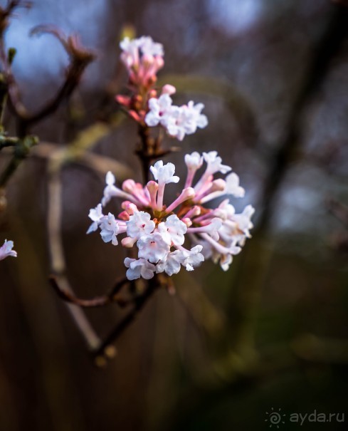 Альбом отзыва "ПРОГУЛКА ВДОЛЬ ТЕМЗЫ ВЕЧЕРОМ И KEW GARDENS В КОНЦЕ ЯНВАРЯ"