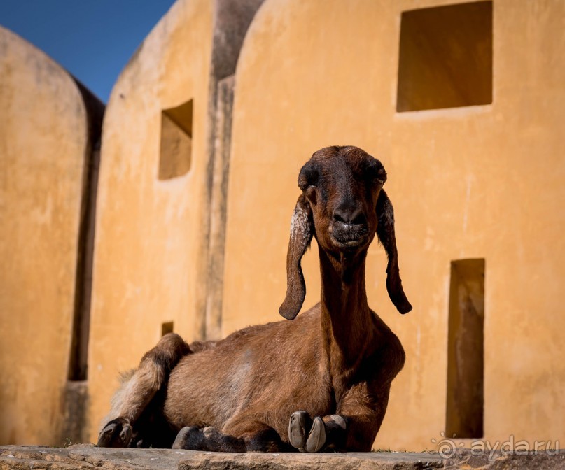 Альбом отзыва "AMBER FORT В ДЖАЙПУРЕ"