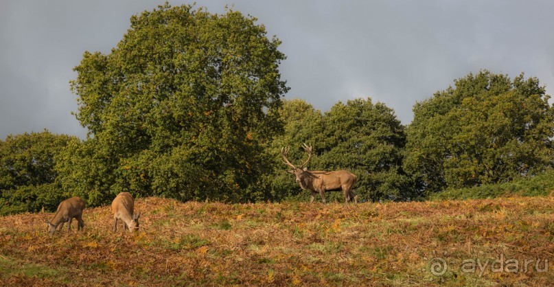 Альбом отзыва "BRADGATE PARK В ОКТЯБРЕ и ОСЕНЬ В ГОРОДЕ"