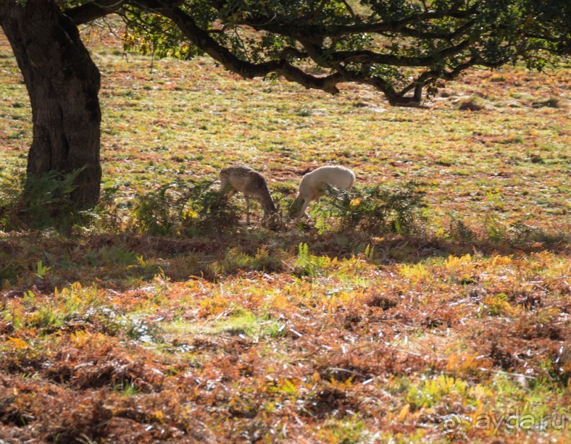 Альбом отзыва "BRADGATE PARK В ОКТЯБРЕ и ОСЕНЬ В ГОРОДЕ"