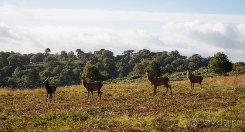 Альбом отзыва "BRADGATE PARK В ОКТЯБРЕ и ОСЕНЬ В ГОРОДЕ"