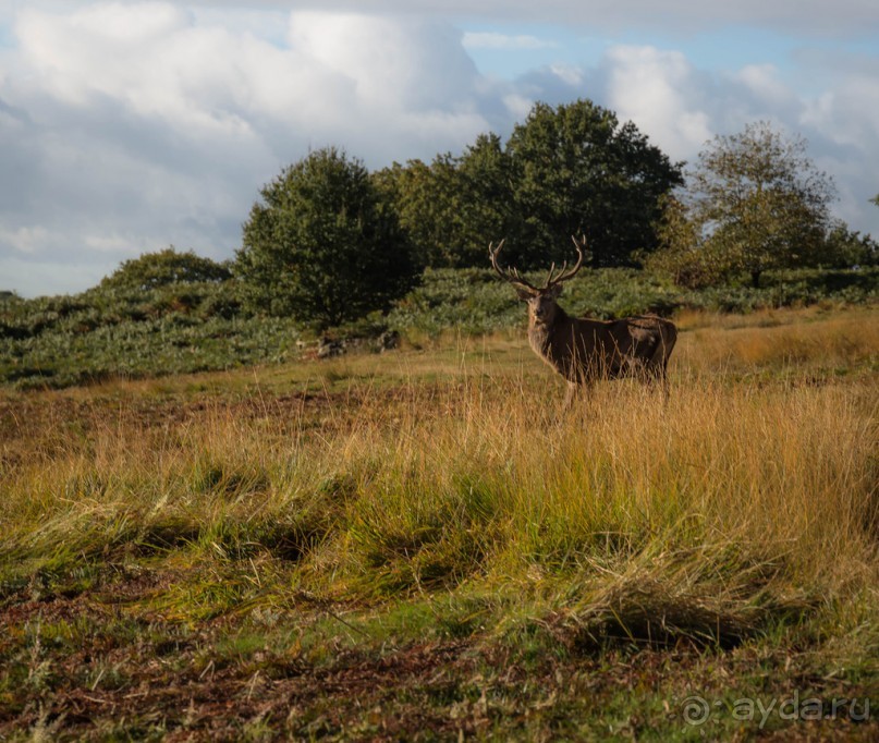 Альбом отзыва "BRADGATE PARK В ОКТЯБРЕ и ОСЕНЬ В ГОРОДЕ"