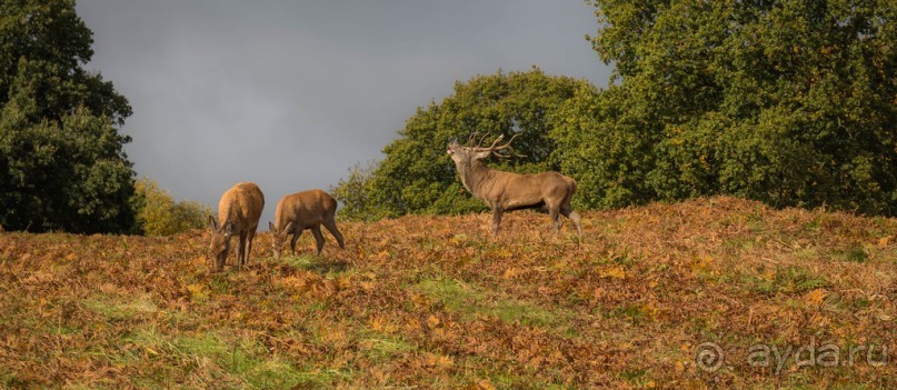 Альбом отзыва "BRADGATE PARK В ОКТЯБРЕ и ОСЕНЬ В ГОРОДЕ"