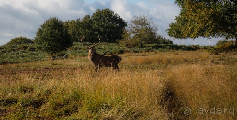 Альбом отзыва "BRADGATE PARK В ОКТЯБРЕ и ОСЕНЬ В ГОРОДЕ"