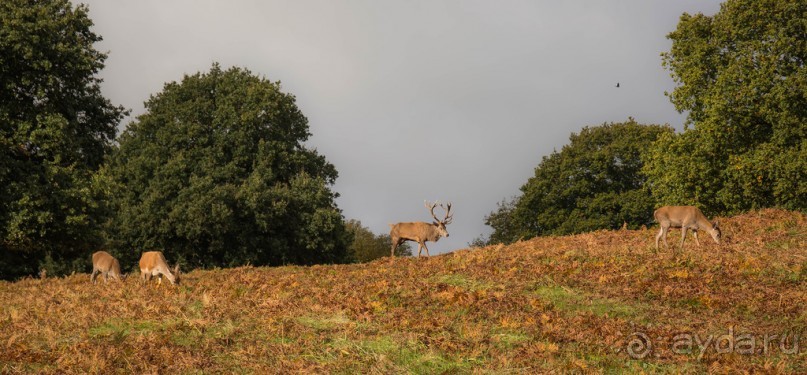 Альбом отзыва "BRADGATE PARK В ОКТЯБРЕ и ОСЕНЬ В ГОРОДЕ"