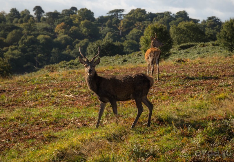 Альбом отзыва "BRADGATE PARK В ОКТЯБРЕ и ОСЕНЬ В ГОРОДЕ"