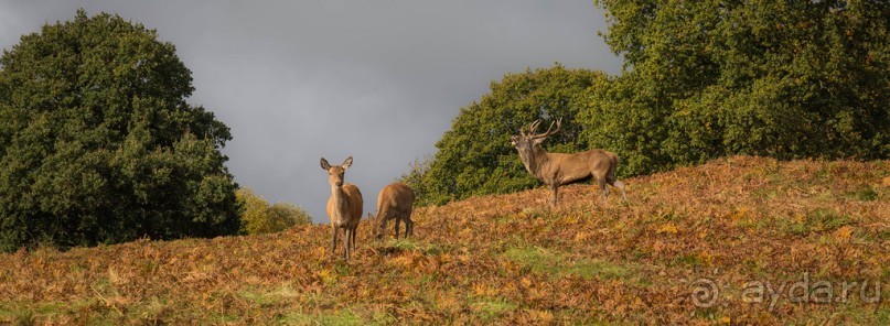 Альбом отзыва "BRADGATE PARK В ОКТЯБРЕ и ОСЕНЬ В ГОРОДЕ"