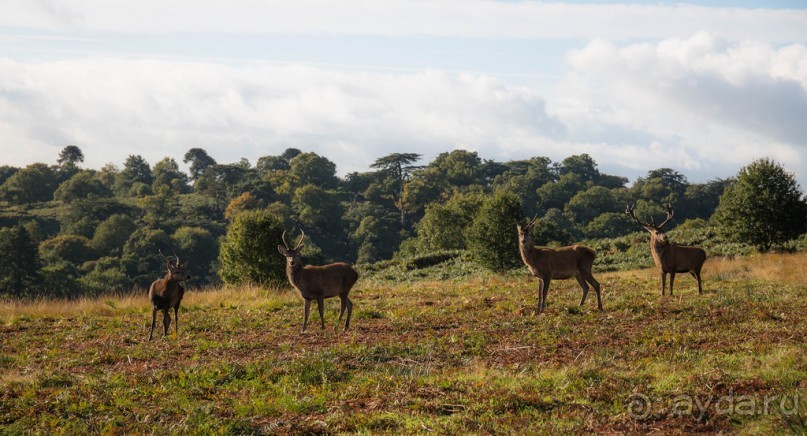 Альбом отзыва "BRADGATE PARK В ОКТЯБРЕ и ОСЕНЬ В ГОРОДЕ"