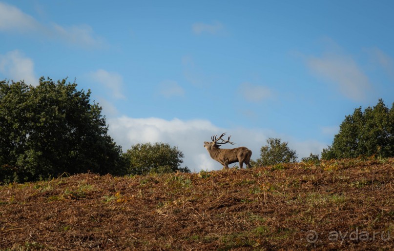 Альбом отзыва "BRADGATE PARK В ОКТЯБРЕ и ОСЕНЬ В ГОРОДЕ"