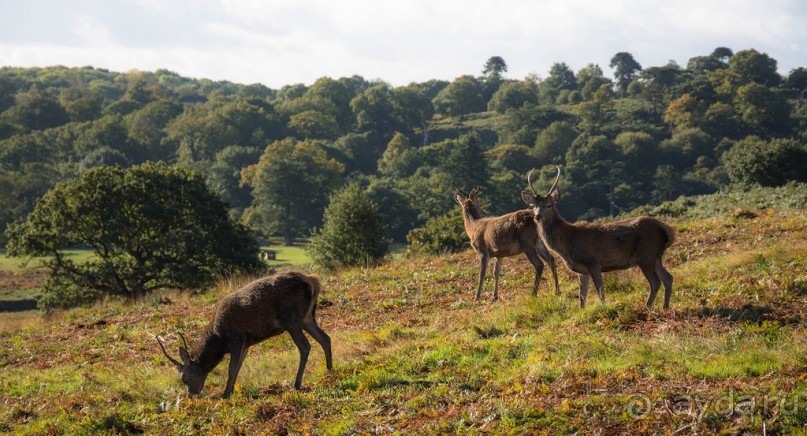 Альбом отзыва "BRADGATE PARK В ОКТЯБРЕ и ОСЕНЬ В ГОРОДЕ"