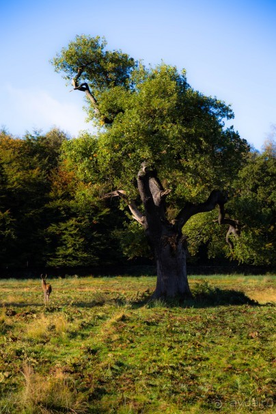 Альбом отзыва "BRADGATE PARK В ОКТЯБРЕ и ОСЕНЬ В ГОРОДЕ"