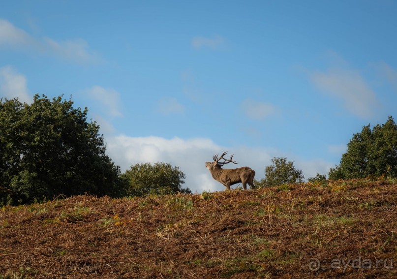 Альбом отзыва "BRADGATE PARK В ОКТЯБРЕ и ОСЕНЬ В ГОРОДЕ"