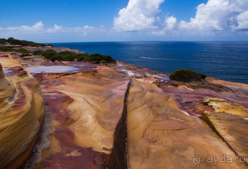 Альбом отзыва "ROYAL NATIONAL PARK, ПРОГУЛКА 10 КМ ОТ BANDEENA ДО WATTAMOLLA"