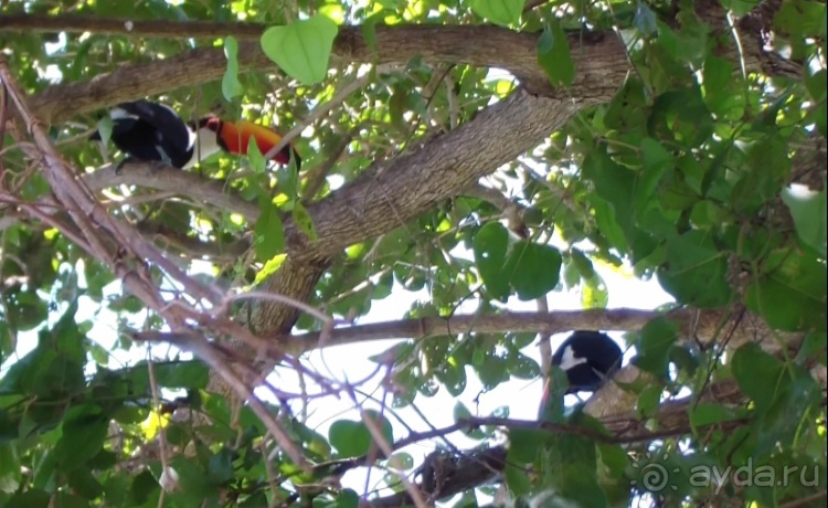 Альбом отзыва "Живая Бразилия.2/2.Штат Mato Grosso do Sul. Pantanal"