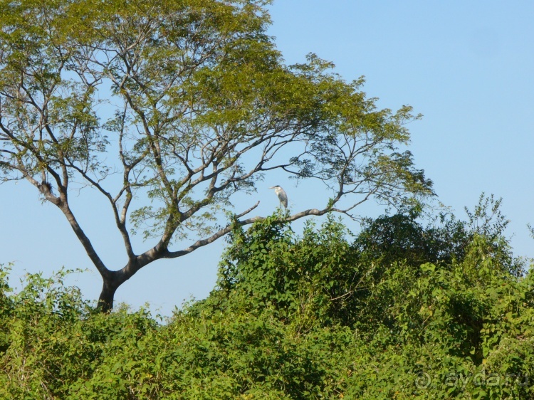 Альбом отзыва "Живая Бразилия.2/2.Штат Mato Grosso do Sul. Pantanal"