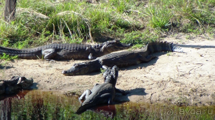 Альбом отзыва "Живая Бразилия.2/2.Штат Mato Grosso do Sul. Pantanal"