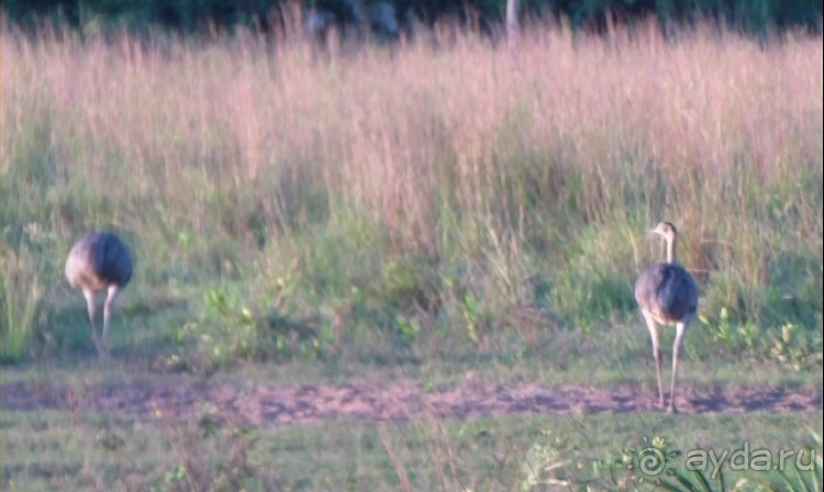 Альбом отзыва "Живая Бразилия.2/2.Штат Mato Grosso do Sul. Pantanal"